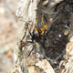 Imagen para el artículo titulado Esta araña viuda recién descubierta pone huevos de color púrpura brillante